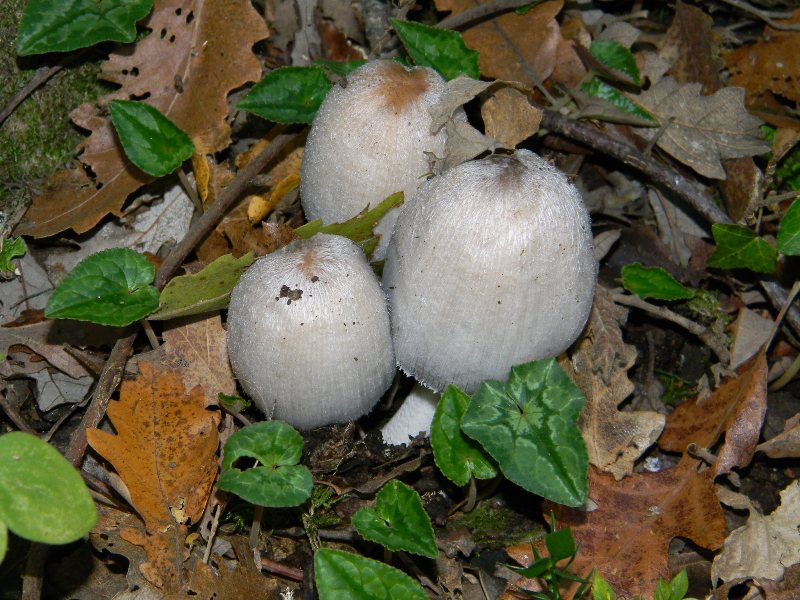 1) ritrovamenti del 25.11.2011. sotto Quercia