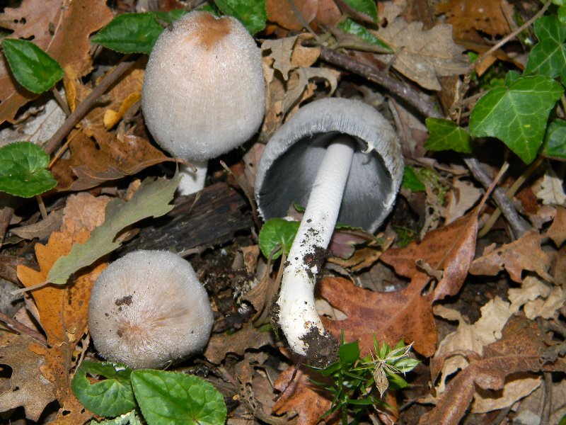 1) ritrovamenti del 25.11.2011. sotto Quercia