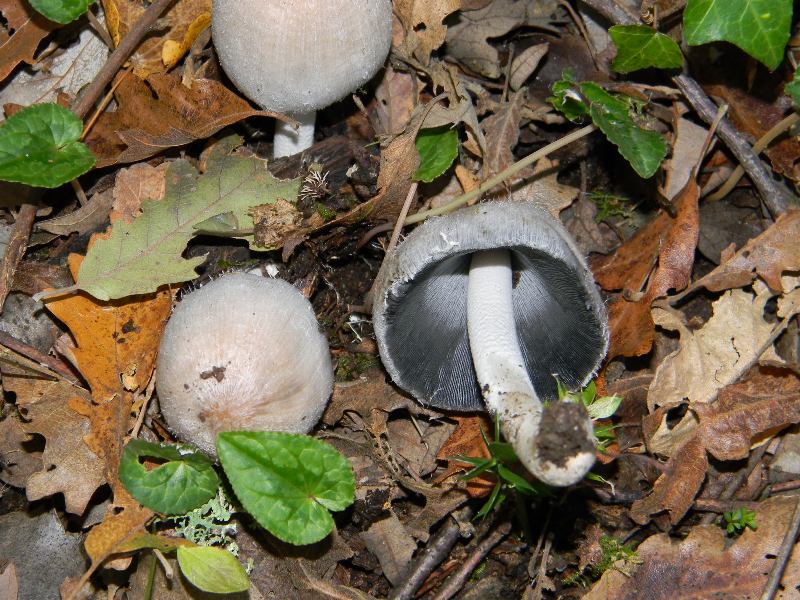 1) ritrovamenti del 25.11.2011. sotto Quercia