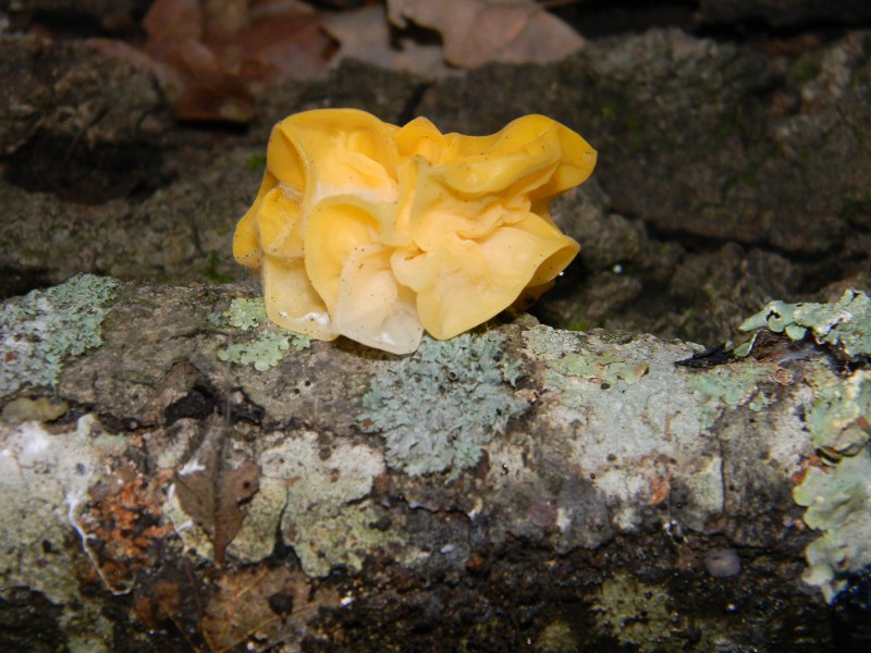 1) ritrovamenti del 25.11.2011. sotto Quercia