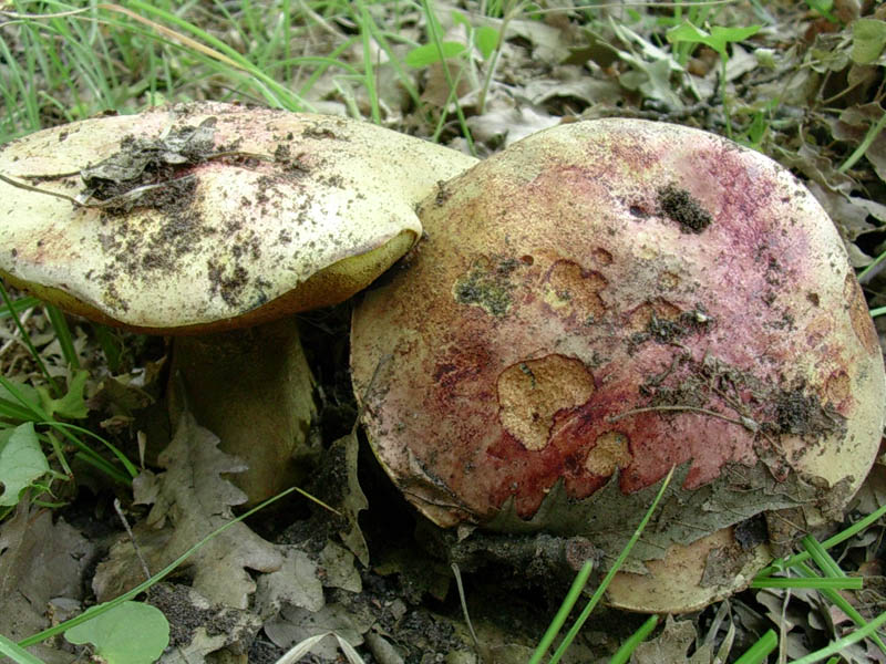 Boletus vecchio ritrovamento.