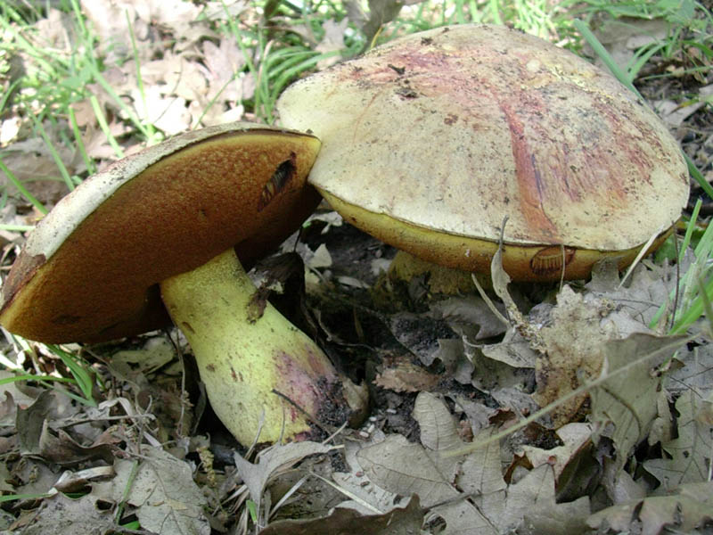 Boletus vecchio ritrovamento.