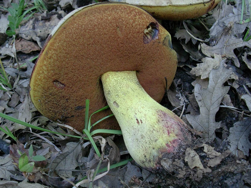 Boletus vecchio ritrovamento.