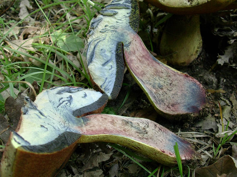 Boletus vecchio ritrovamento.