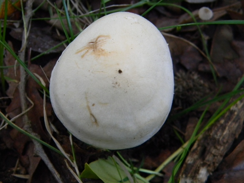 2)Ritrovamenti del 25.11.2011. sotto Quercia