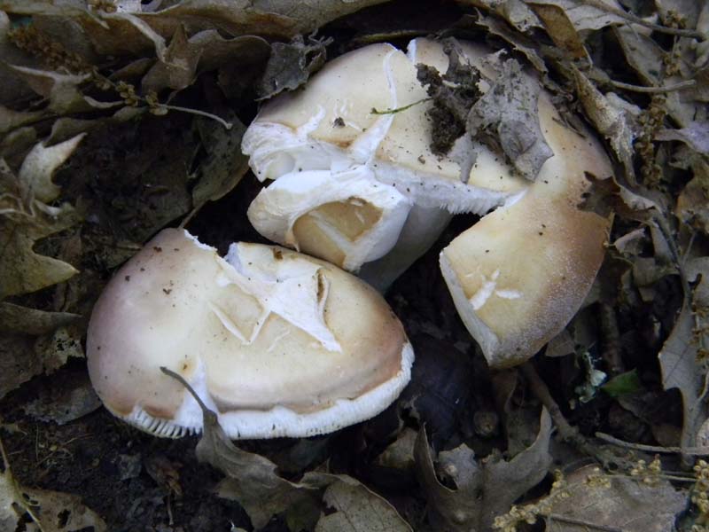 Alcuni ritrovamenti fot. il 13.05.2011.sotto Quercia