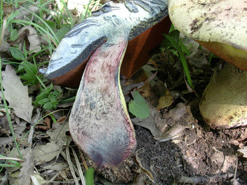 Boletus vecchio ritrovamento.