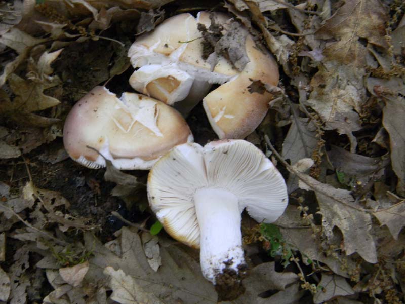 Alcuni ritrovamenti fot. il 13.05.2011.sotto Quercia