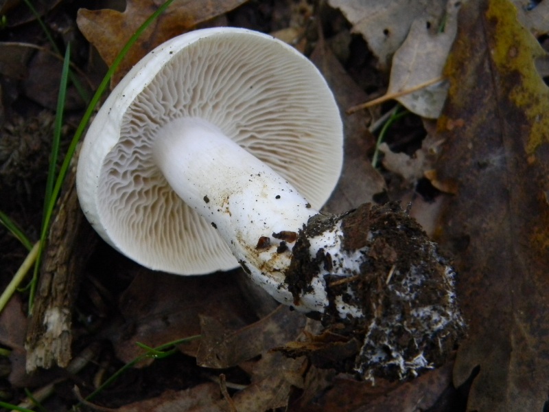 2)Ritrovamenti del 25.11.2011. sotto Quercia