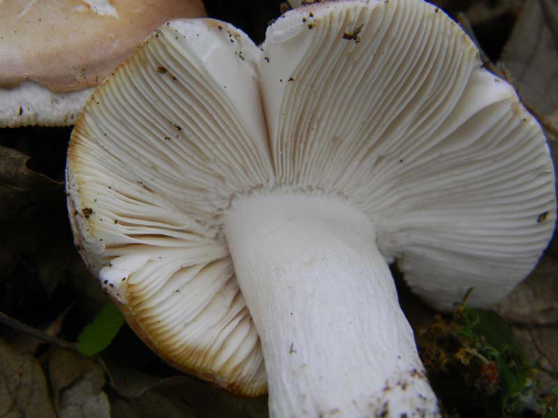 Alcuni ritrovamenti fot. il 13.05.2011.sotto Quercia