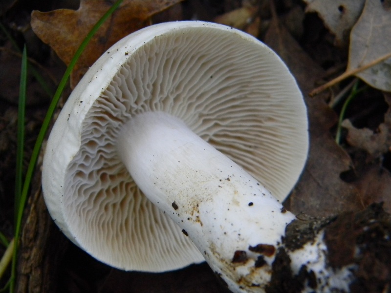 2)Ritrovamenti del 25.11.2011. sotto Quercia