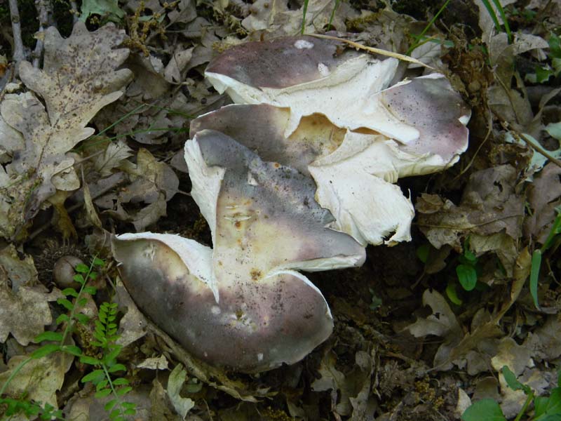 Alcuni ritrovamenti fot. il 13.05.2011.sotto Quercia