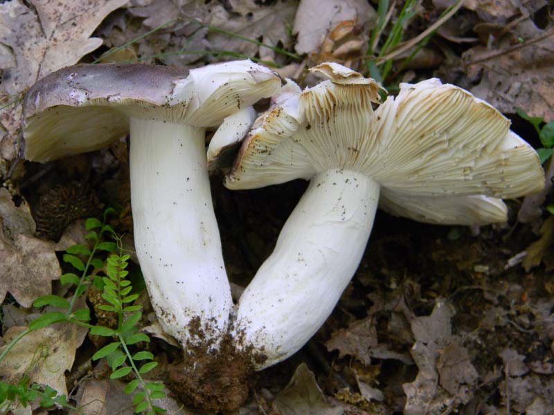 Alcuni ritrovamenti fot. il 13.05.2011.sotto Quercia