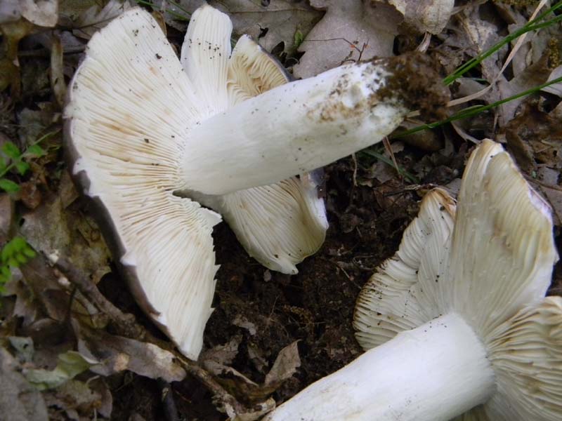 Alcuni ritrovamenti fot. il 13.05.2011.sotto Quercia