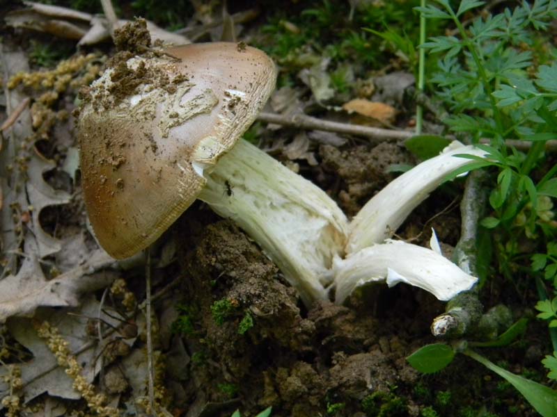 Altri vari ritrovamenti del 23.05.2011.sotto Quercia.