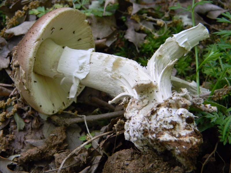 Altri vari ritrovamenti del 23.05.2011.sotto Quercia.