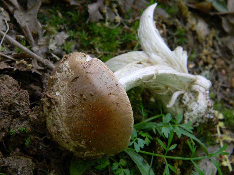 Altri vari ritrovamenti del 23.05.2011.sotto Quercia.