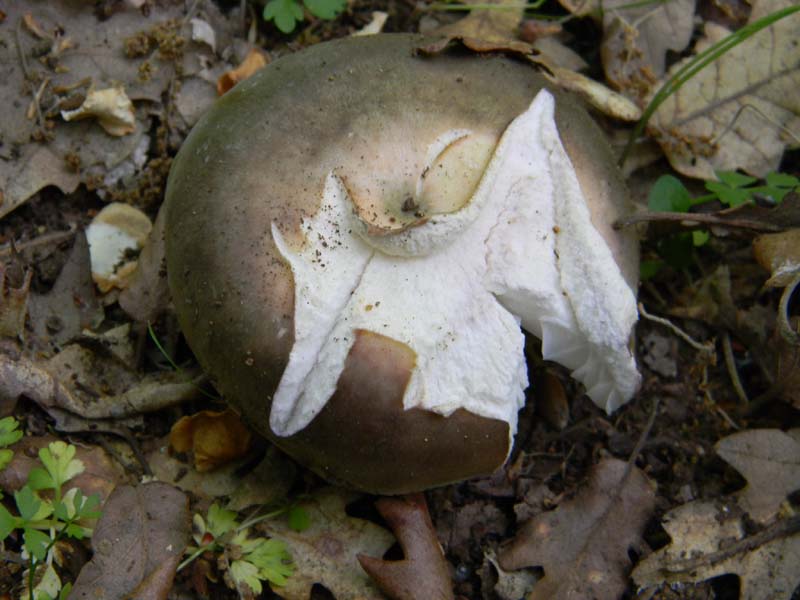 Alcuni ritrovamenti fot. il 13.05.2011.sotto Quercia