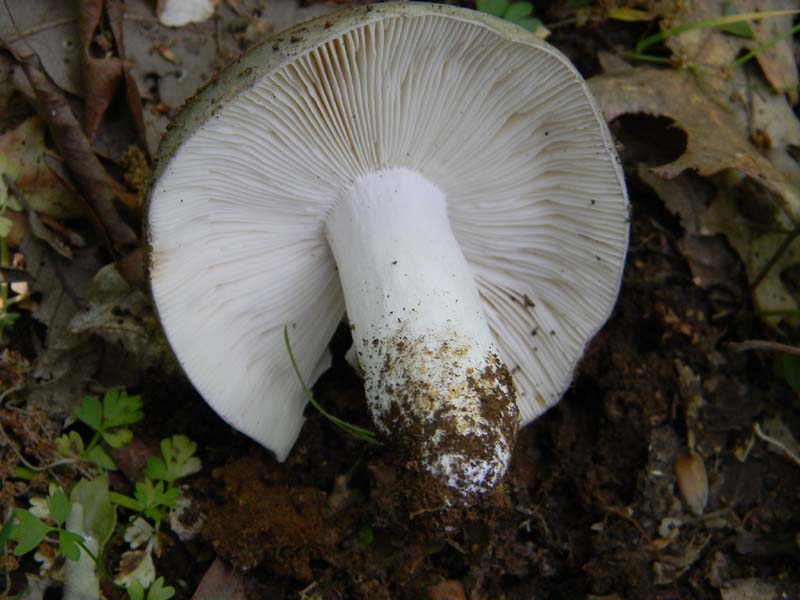 Alcuni ritrovamenti fot. il 13.05.2011.sotto Quercia