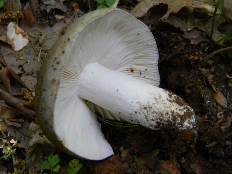 Alcuni ritrovamenti fot. il 13.05.2011.sotto Quercia