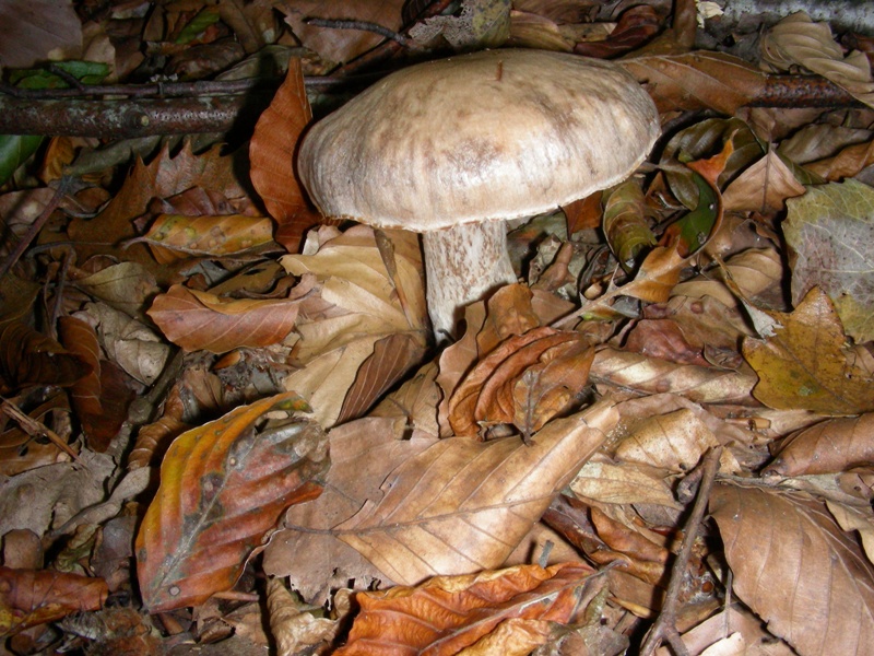 Vecchi ritrovamenti ottobre sotto Faggio