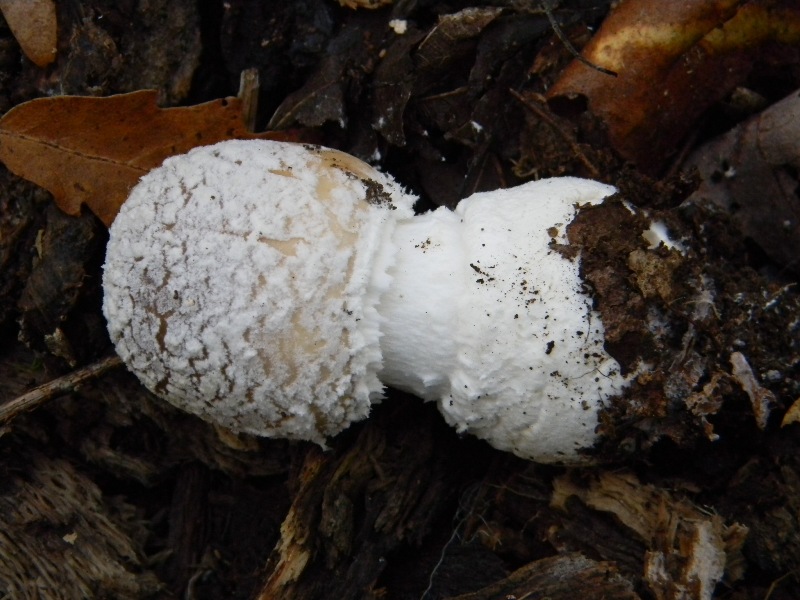 2)Ritrovamenti del 25.11.2011. sotto Quercia