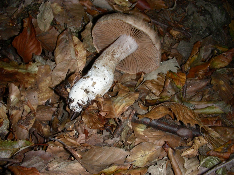 Vecchi ritrovamenti ottobre sotto Faggio