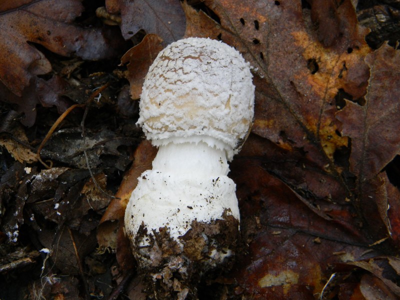 2)Ritrovamenti del 25.11.2011. sotto Quercia