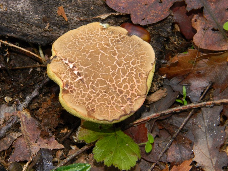 2)Ritrovamenti del 25.11.2011. sotto Quercia