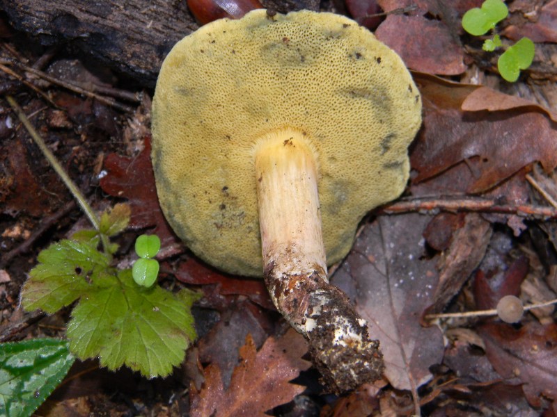 2)Ritrovamenti del 25.11.2011. sotto Quercia