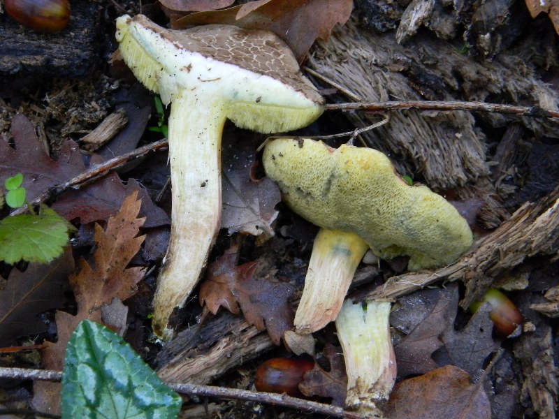 2)Ritrovamenti del 25.11.2011. sotto Quercia