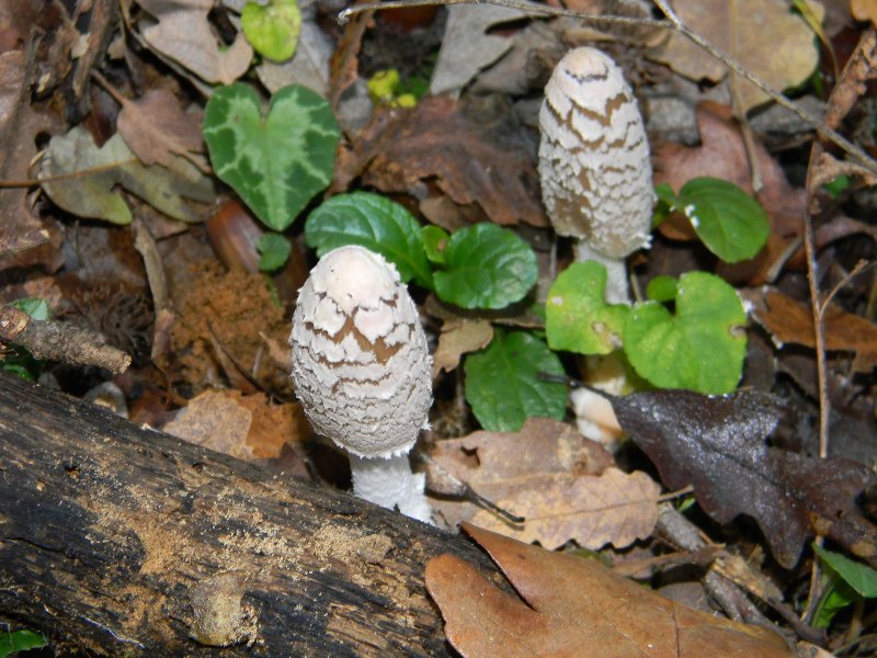 4)Ritrovamenti del 25.11.2011.sotto Quercia