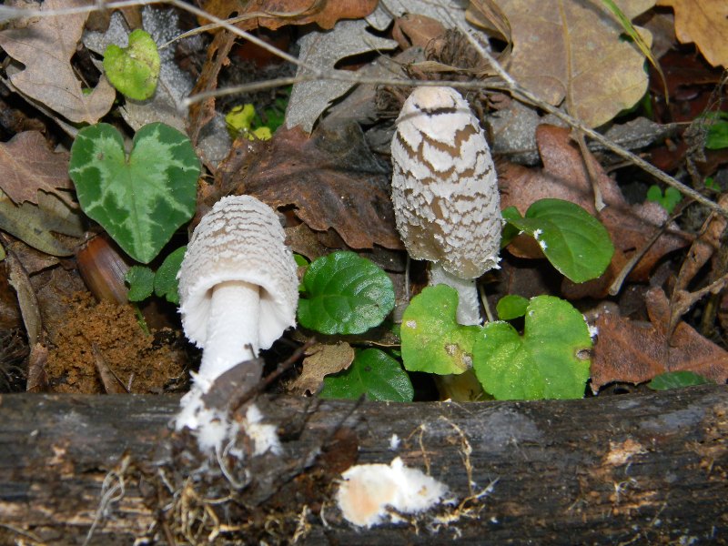 4)Ritrovamenti del 25.11.2011.sotto Quercia