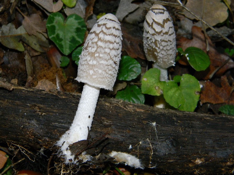 4)Ritrovamenti del 25.11.2011.sotto Quercia