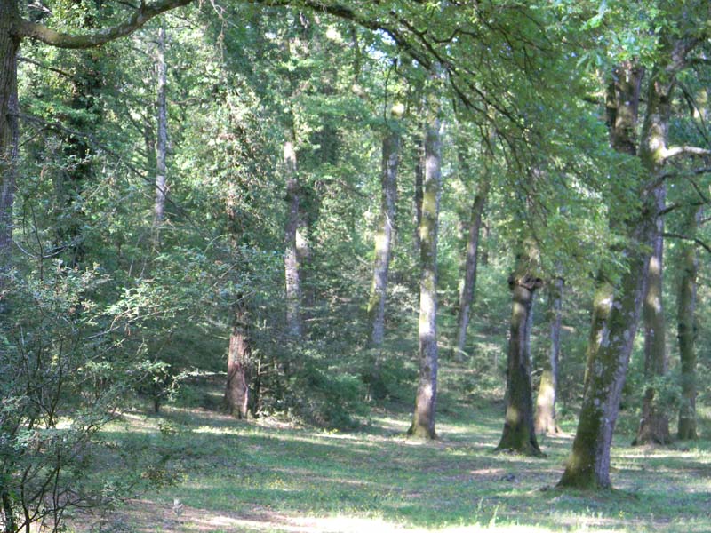 Alcuni ritrovamenti fot. il 13.05.2011.sotto Quercia