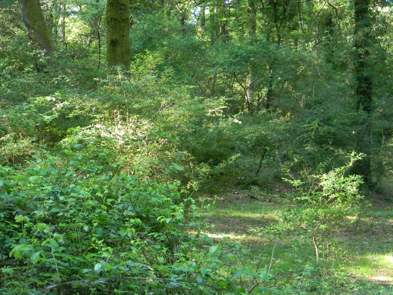 Alcuni ritrovamenti fot. il 13.05.2011.sotto Quercia