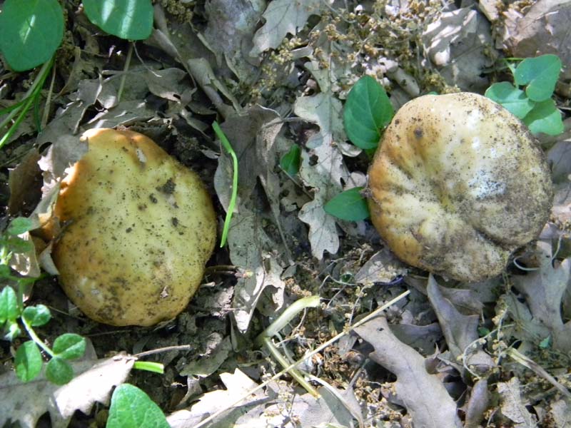 Alcuni ritrovamenti fot. il 13.05.2011.sotto Quercia