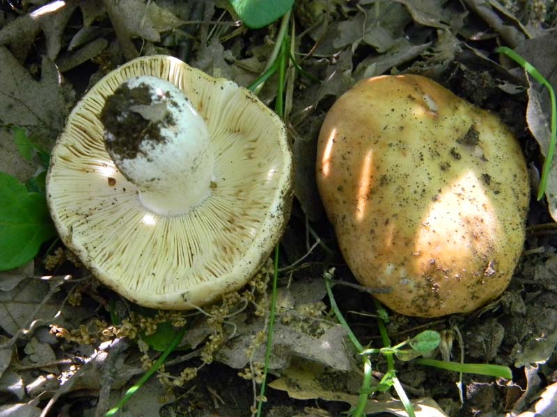 Alcuni ritrovamenti fot. il 13.05.2011.sotto Quercia