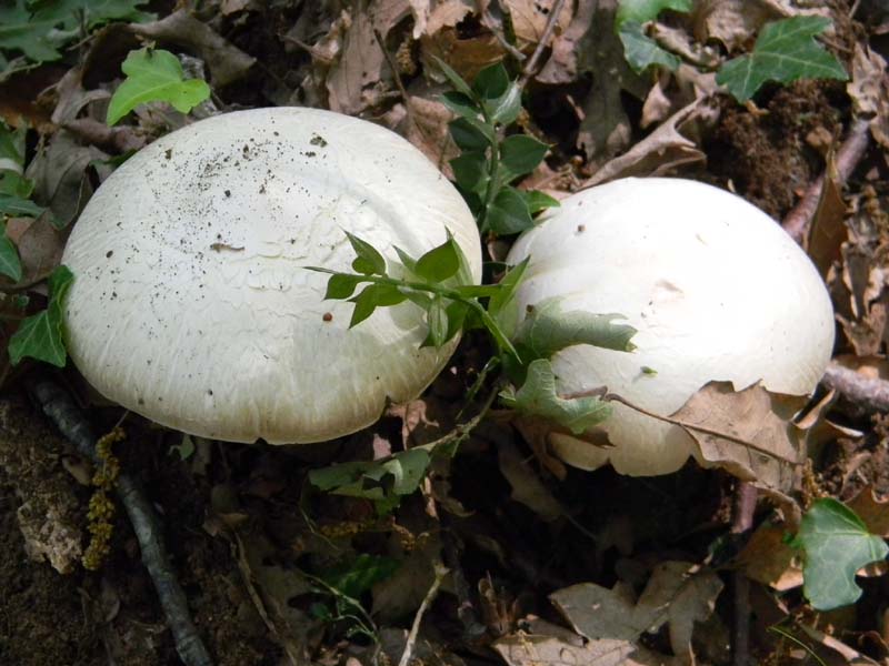 Altri vari ritrovamenti del 23.05.2011.sotto Quercia.