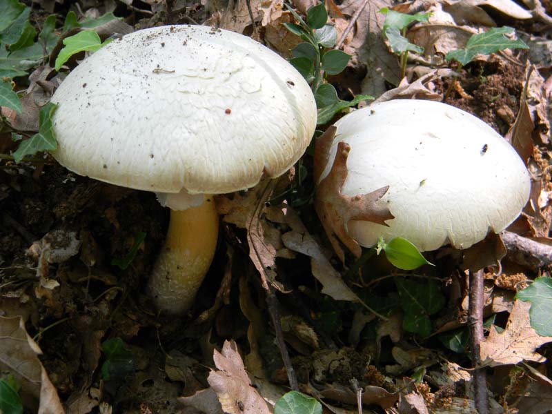 Altri vari ritrovamenti del 23.05.2011.sotto Quercia.