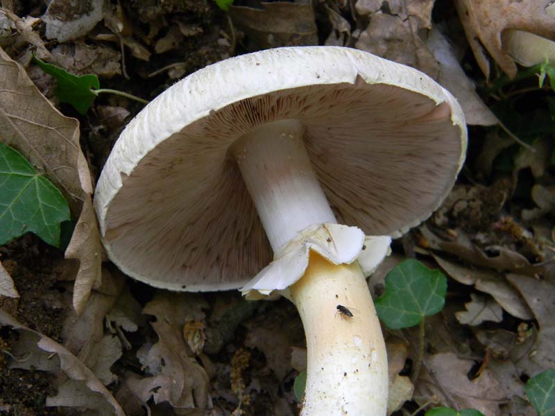 Altri vari ritrovamenti del 23.05.2011.sotto Quercia.