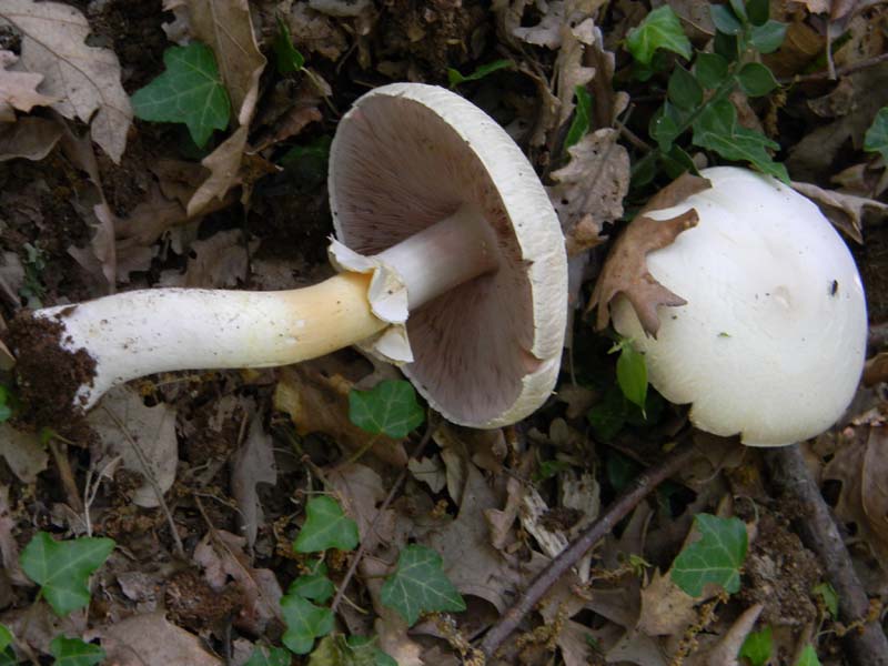 Altri vari ritrovamenti del 23.05.2011.sotto Quercia.