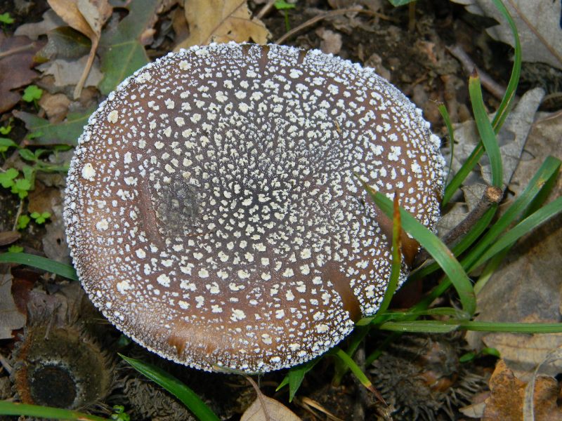 1) ritrovamenti del 25.11.2011. sotto Quercia