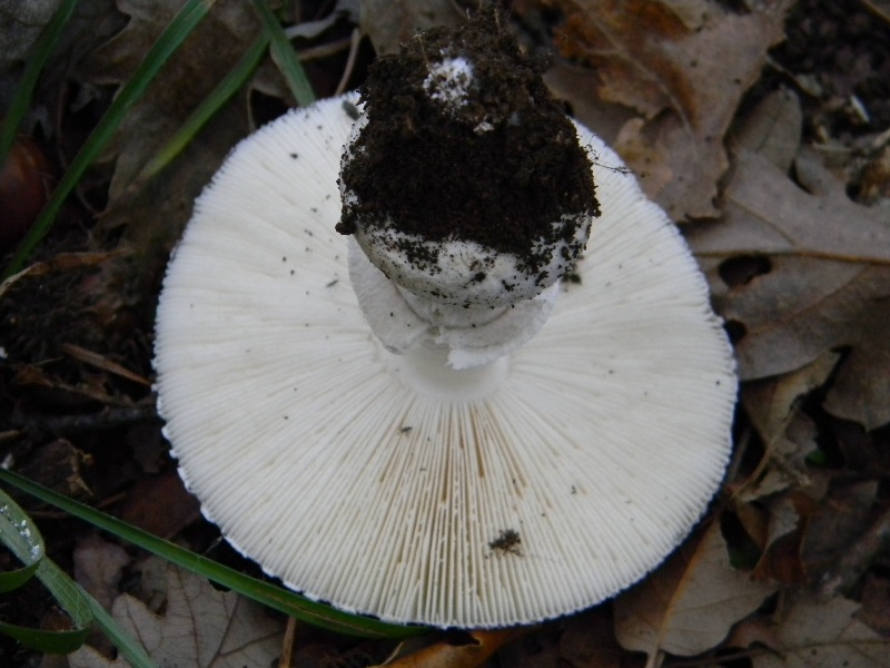 1) ritrovamenti del 25.11.2011. sotto Quercia