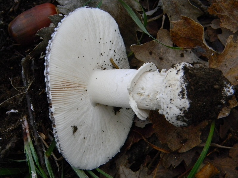 1) ritrovamenti del 25.11.2011. sotto Quercia