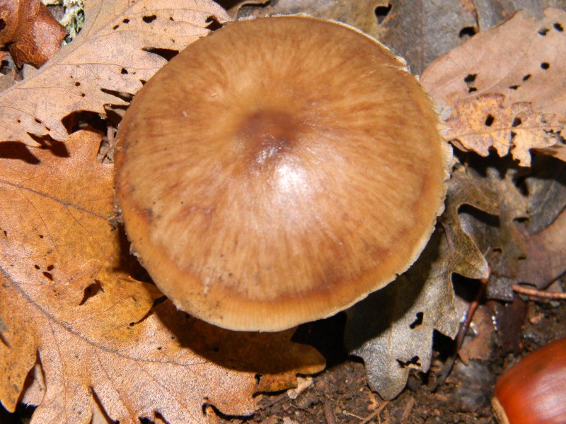 4)Ritrovamenti del 25.11.2011.sotto Quercia