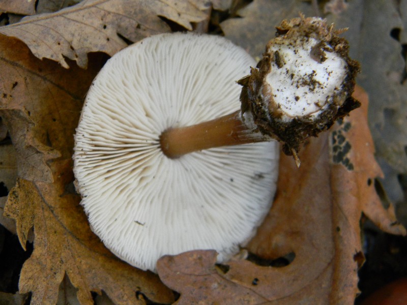 4)Ritrovamenti del 25.11.2011.sotto Quercia