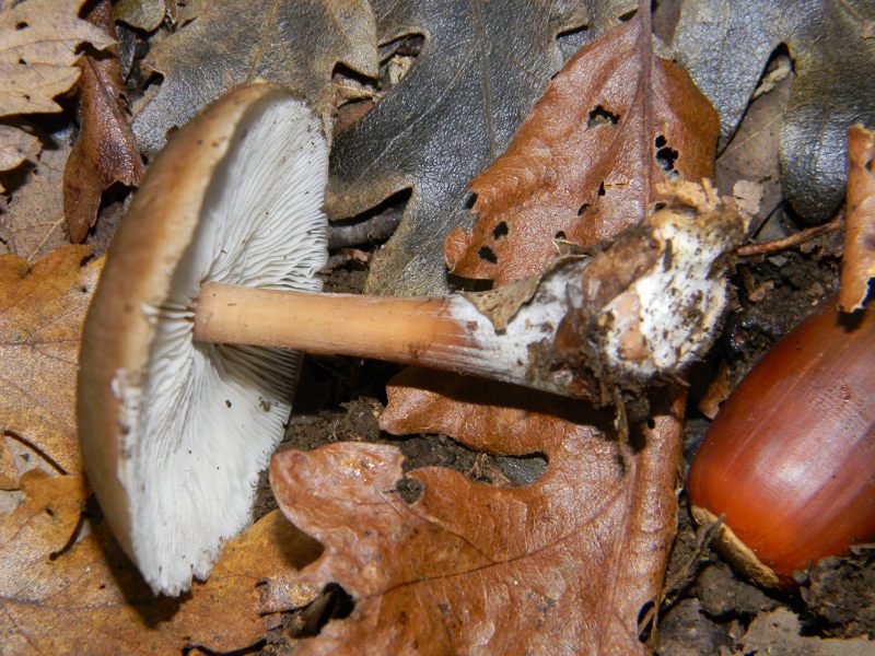 4)Ritrovamenti del 25.11.2011.sotto Quercia