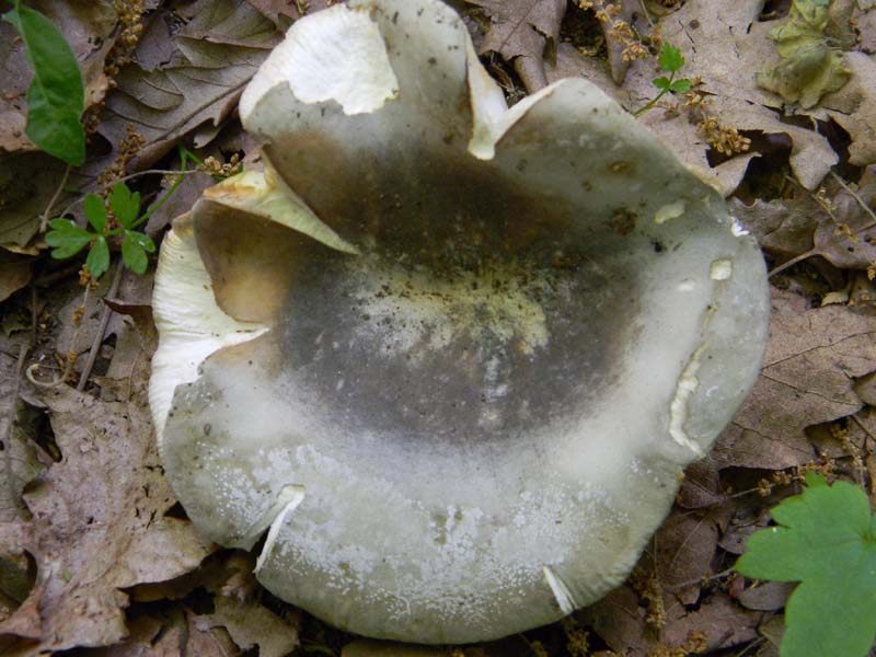 Alcuni ritrovamenti fot. il 13.05.2011.sotto Quercia