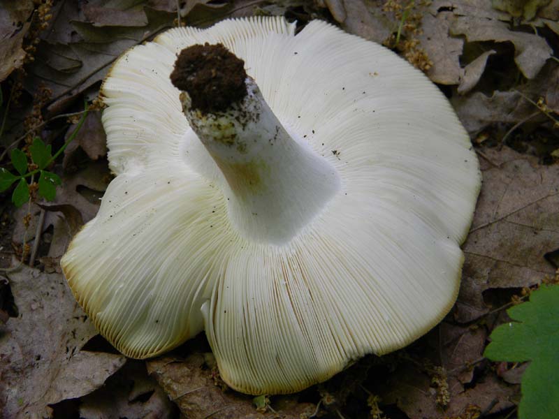 Alcuni ritrovamenti fot. il 13.05.2011.sotto Quercia